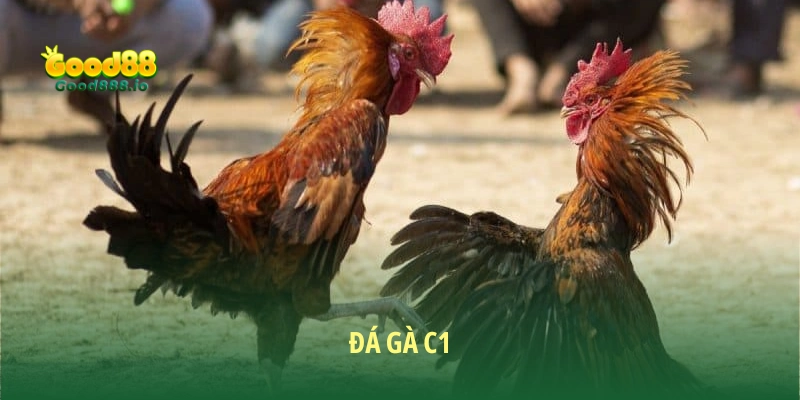 Đá Gà C1 Good88 - Trải Nghiệm Đỉnh Cao Cho Dân Đam Mê Đá Gà